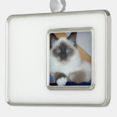 Birman 2.png Rahmen-Ornament silber (Links)