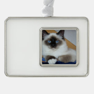 birman 2.png Rahmen-Ornament silber