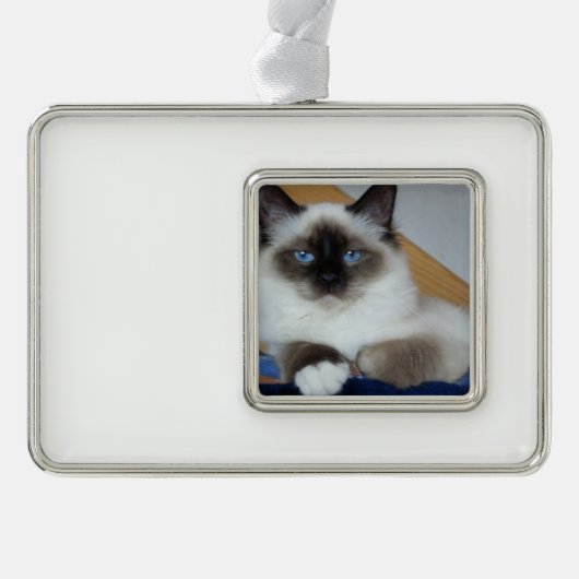 Birman 2.png Rahmen-Ornament silber (Vorderseite)