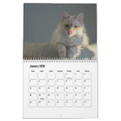 Birman Calendar Kalender (Jan 2026)