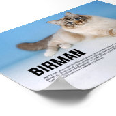 Birman Cat Breed - Heilige Katze Birmas Poster (Ecke)