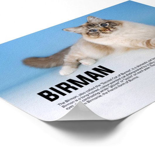 Birman Cat Breed - Heilige Katze Birmas Poster (Ecke)
