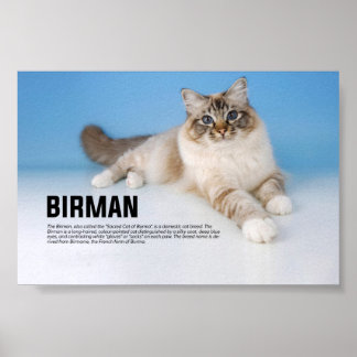 Birman Cat Breed - Heilige Katze Birmas Poster