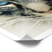 Birman Cat Face Nah-up Print Poster (Ecke)