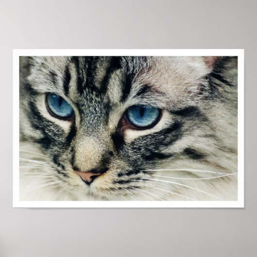 Birman Cat Face Nah-up Print Poster (Vorne)