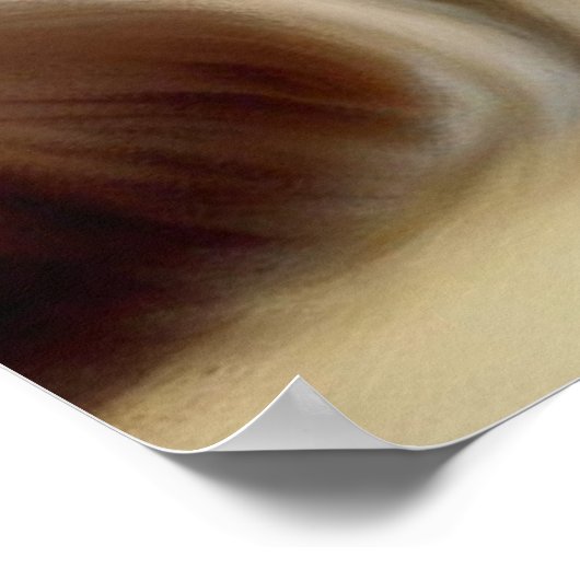 Birman Cat Poster (Ecke)