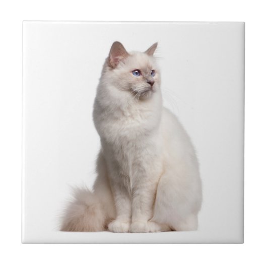 Birman Cat Tile Fliese (Vorderseite)