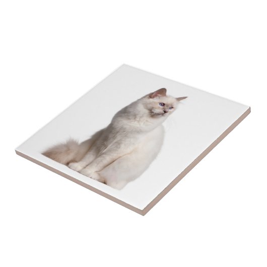 Birman Cat Tile Fliese (Seite)
