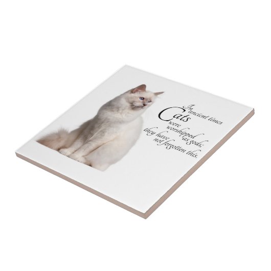 Birman Katzen-Fliese Fliese (Seite)