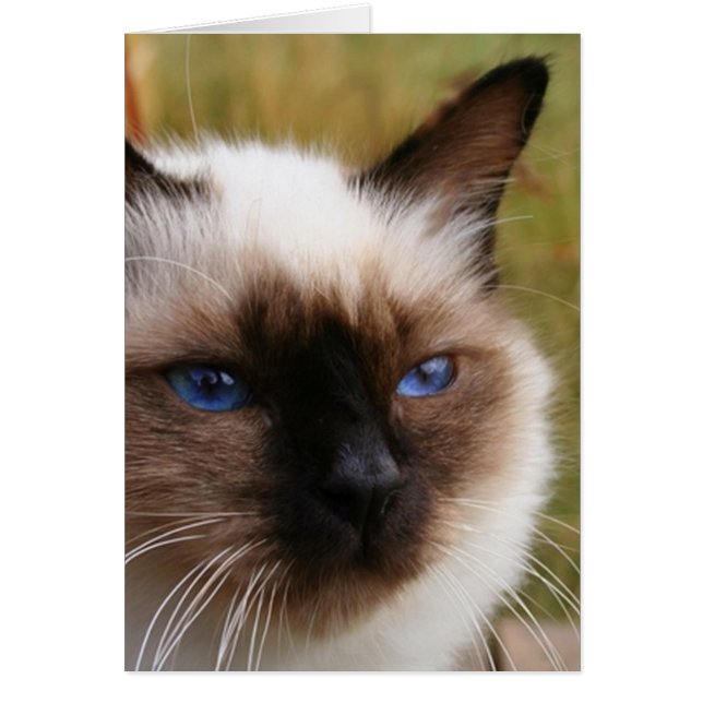 Birman.png (Vorne)