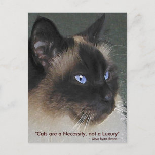 BIRMAN RAGDOLL CAT Collection Postkarte