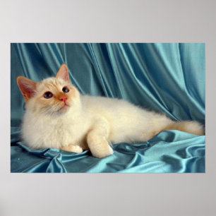 Birman, rot poster