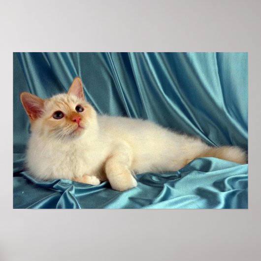 Birman, rot poster (Vorne)