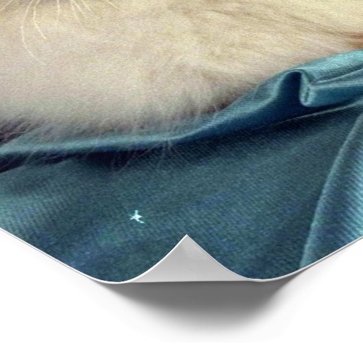 Birman, rot poster (Ecke)