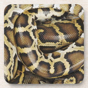 Birmanische Pythonschlange Getränkeuntersetzer