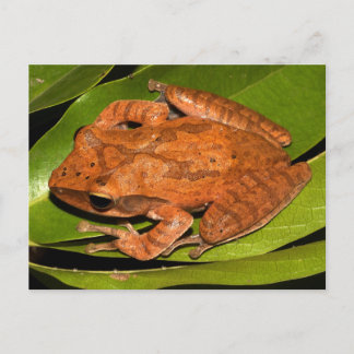 Birmanischer Peitschfrosch für Froschliebhaber! Postkarte