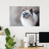 Birmankatze mit Atemberaubenden blauen Augen Poster (Heimbüro)