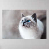 Birmankatze mit Atemberaubenden blauen Augen Poster (Vorne)
