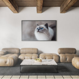 Birmankatze mit Atemberaubenden blauen Augen Poster