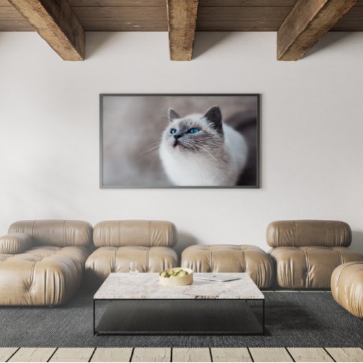 Birmankatze mit Atemberaubenden blauen Augen Poster