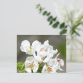 Birnbaum blühend postkarte (Stehend Vorderseite)