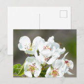 Birnbaum blühend postkarte (Vorne/Hinten)