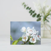 Birnbaum blühend postkarte (Stehend Vorderseite)