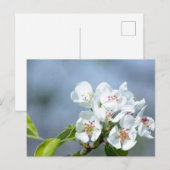 Birnbaum blühend postkarte (Vorne/Hinten)