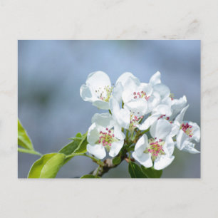 Birnbaum blühend postkarte