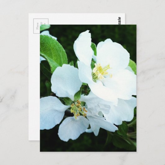 Birnbaum-Blume Postkarte (Vorne/Hinten)