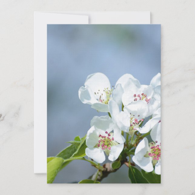 Birnbaumblüte (Vorderseite)