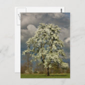 Birne in Blüte Postkarte (Vorne/Hinten)