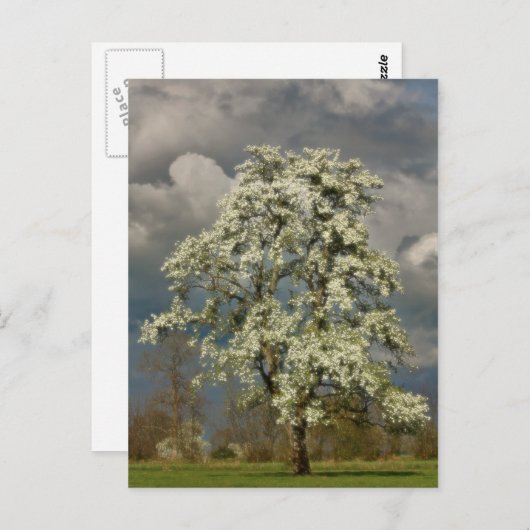 Birne in Blüte Postkarte (Vorne/Hinten)