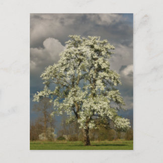 Birne in Blüte Postkarte
