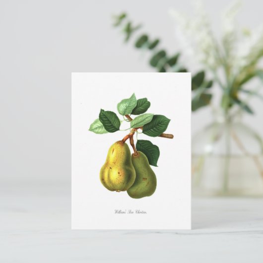 Birne Postkarte (Stehend Vorderseite)