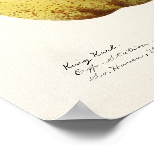 Birne (Pyrus Communis) Fruchtfarben Poster (Ecke)