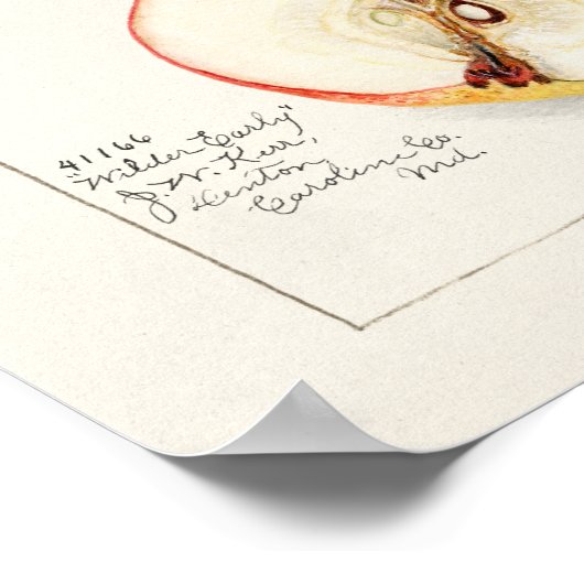 Birne (Pyrus Communis) Fruchtfarben Poster (Ecke)