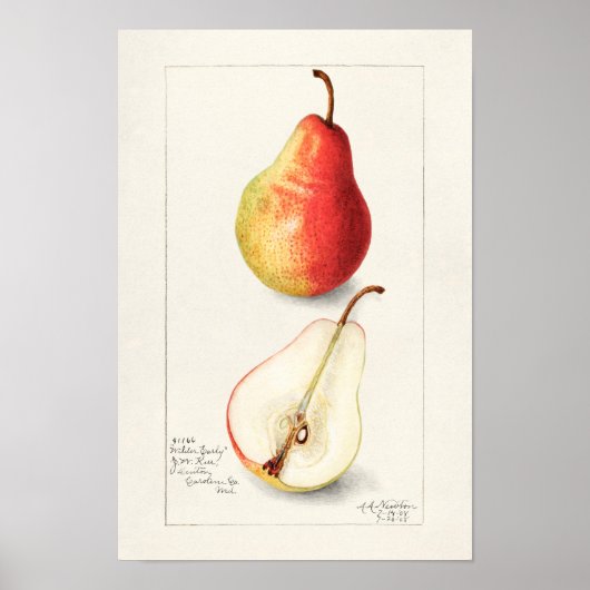 Birne (Pyrus Communis) Fruchtfarben Poster (Vorne)