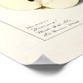 Birne (Pyrus Communis) Fruchtfarben Poster (Ecke)