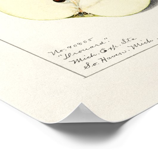 Birne (Pyrus Communis) Fruchtfarben Poster (Ecke)