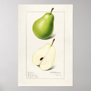 Birne (Pyrus Communis) Fruchtfarben Poster