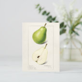 Birne (Pyrus Communis) Fruchtfarben Postkarte (Stehend Vorderseite)