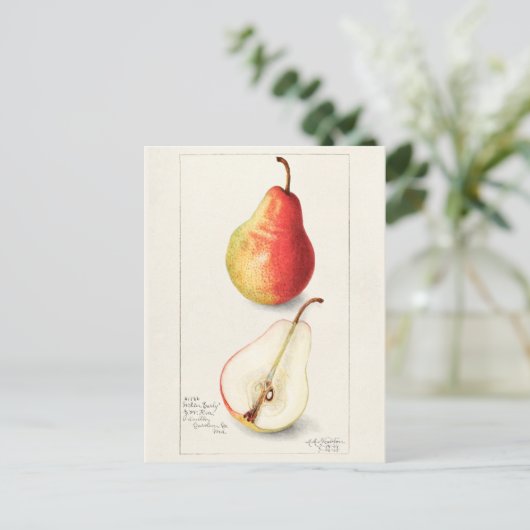 Birne (Pyrus Communis) Fruchtfarben Postkarte (Stehend Vorderseite)