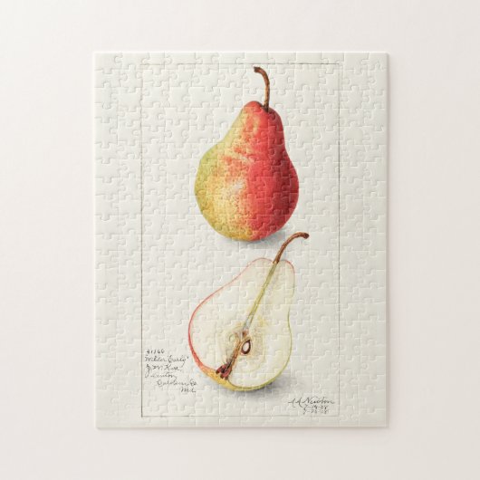Birne (Pyrus Communis) Fruchtfarben Puzzle (Vertikal)