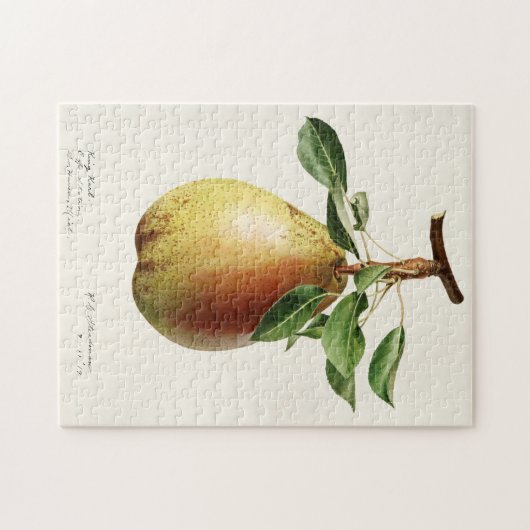 Birne (Pyrus Communis) Fruchtfarben Puzzle (Horizontal)