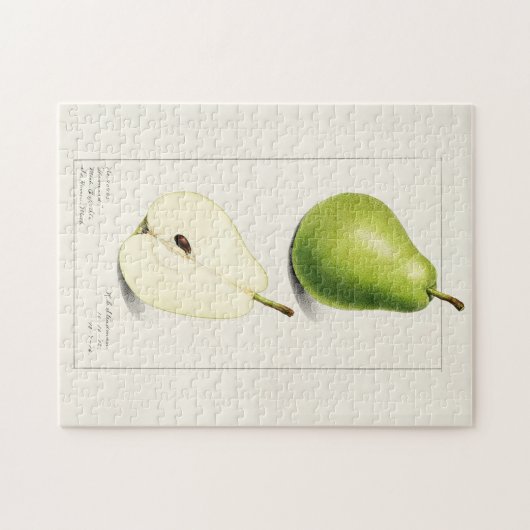 Birne (Pyrus Communis) Fruchtfarben Puzzle (Horizontal)