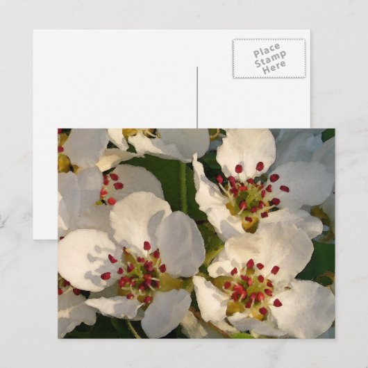 Birnen-Blüten Postkarte (Vorne/Hinten)