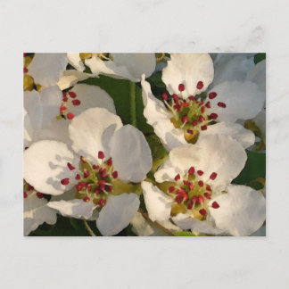 Birnen-Blüten Postkarte