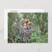 Birnen im Nest Postkarte (Vorne/Hinten)