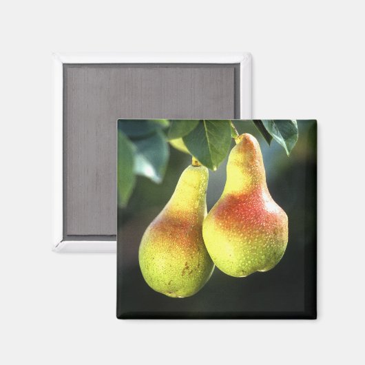 Birnen Magnet (Vorderseite/Rückseite)